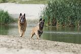 MALINOIS 483